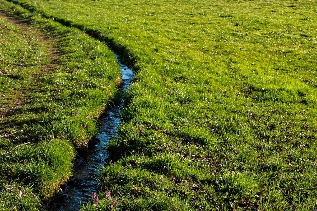 Healthy Charlotte lawn after drainage solutions installed