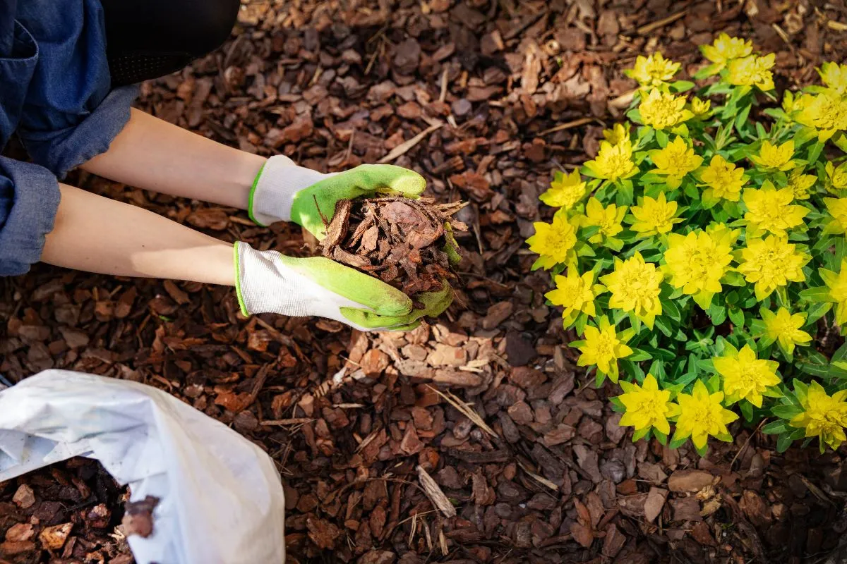 When to Mulch Charlotte