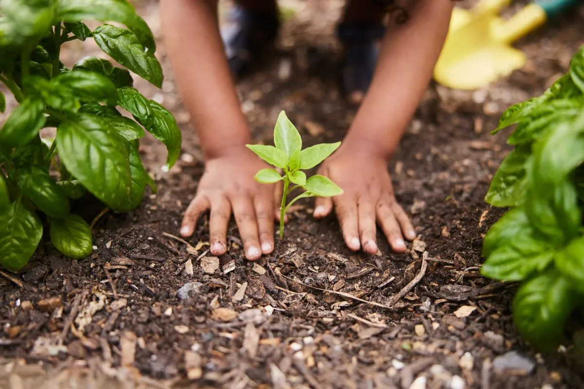 Fresh mulch applied to Charlotte landscape beds