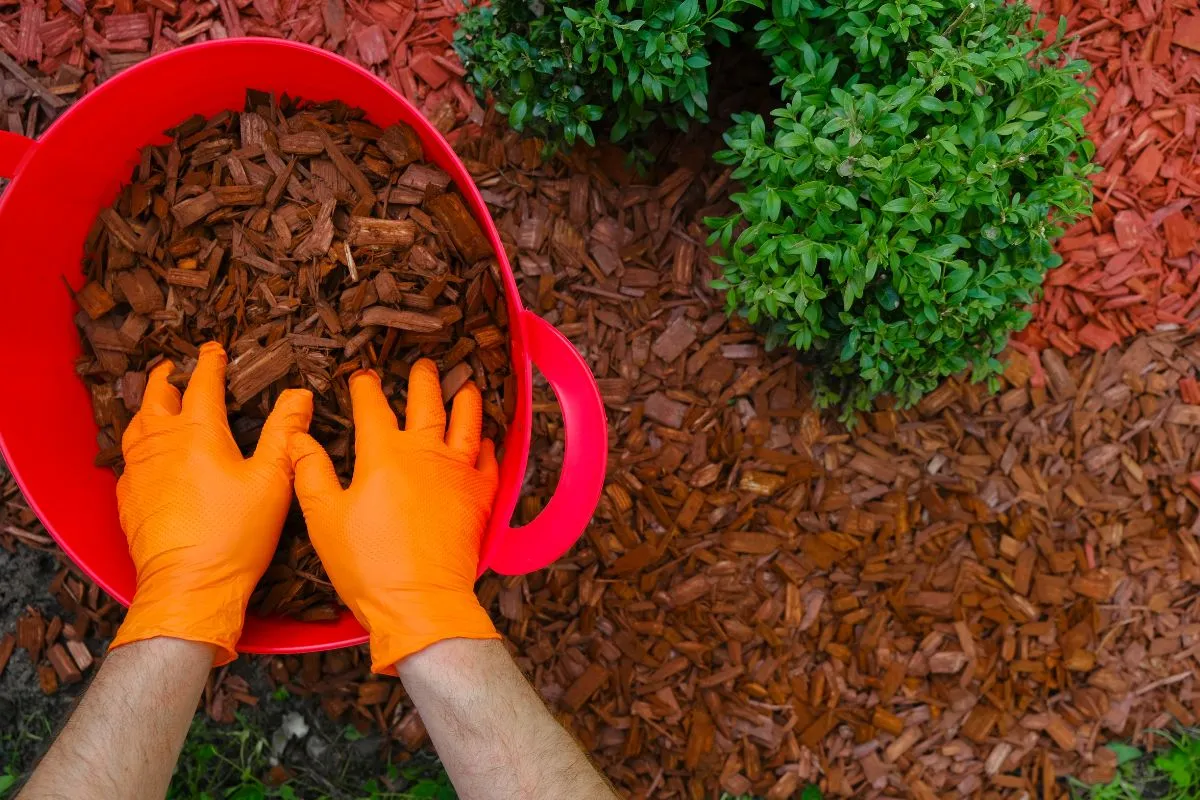 Different types of mulch for Charlotte landscaping