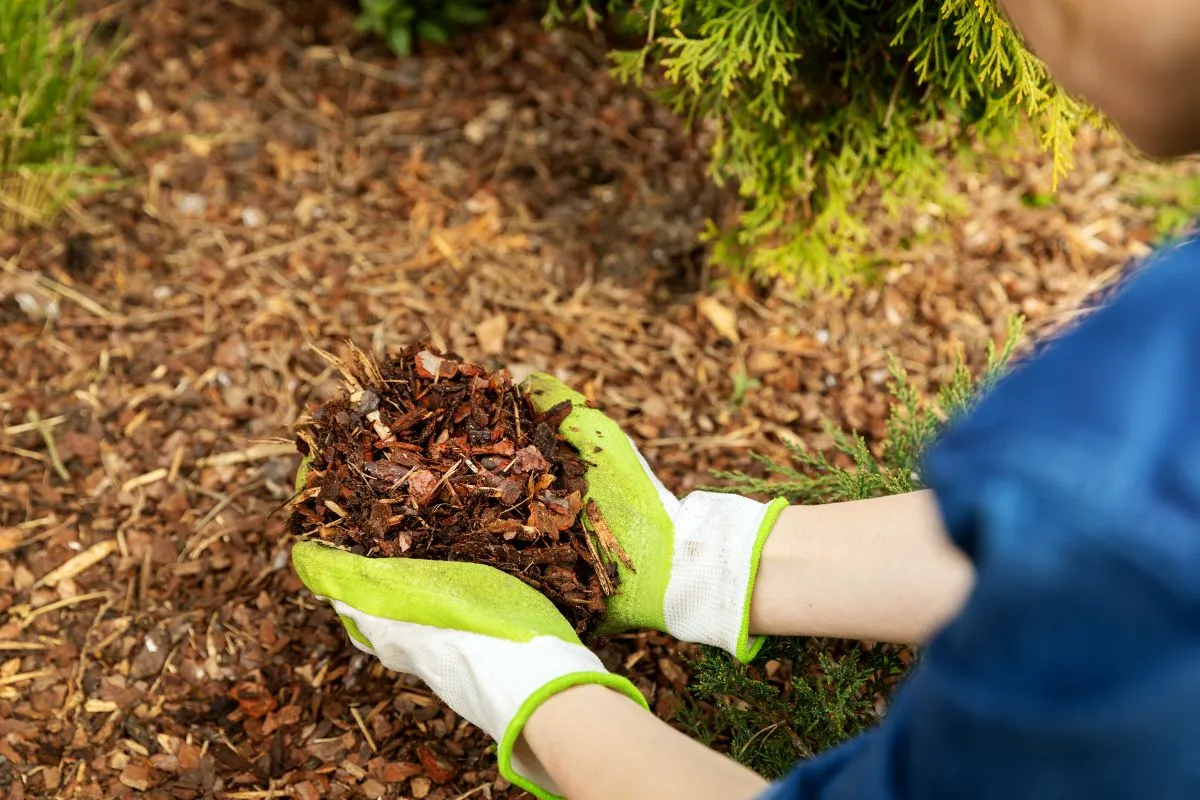 Properly mulched Charlotte landscape beds